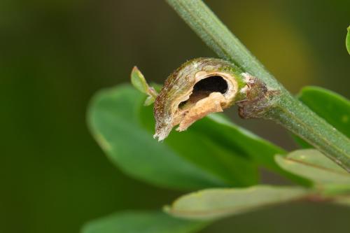 Asphondylia coronillae